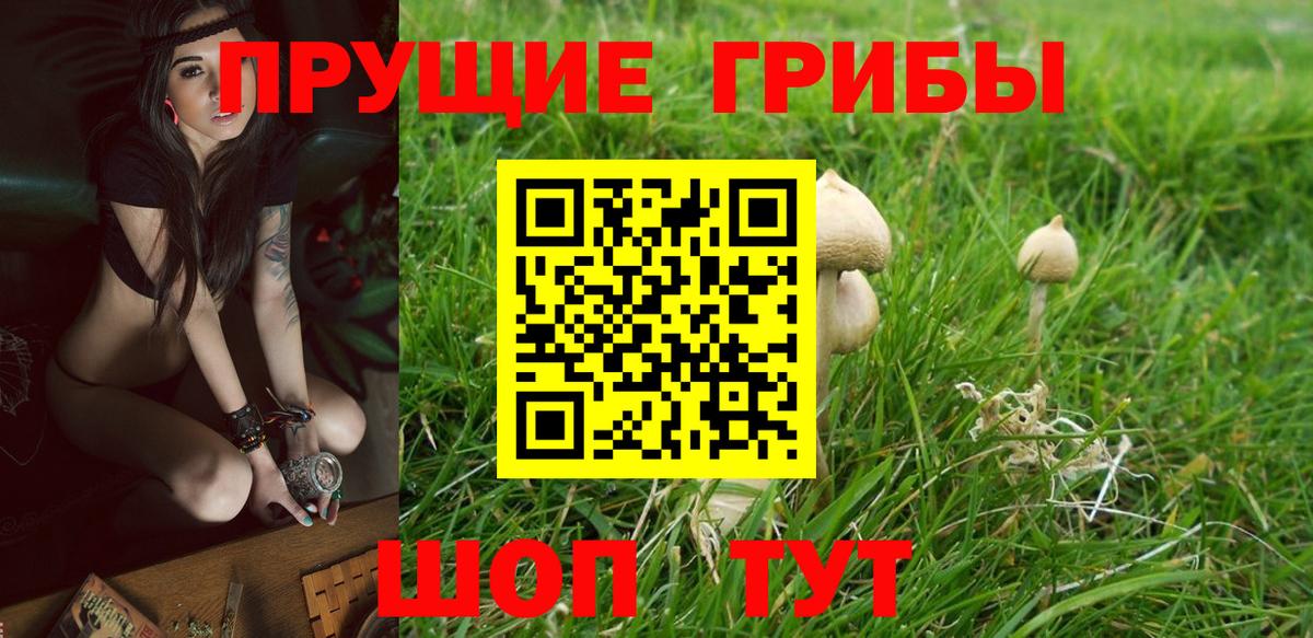 Галлюциногенные грибы Cubensis Приморско-Ахтарск
